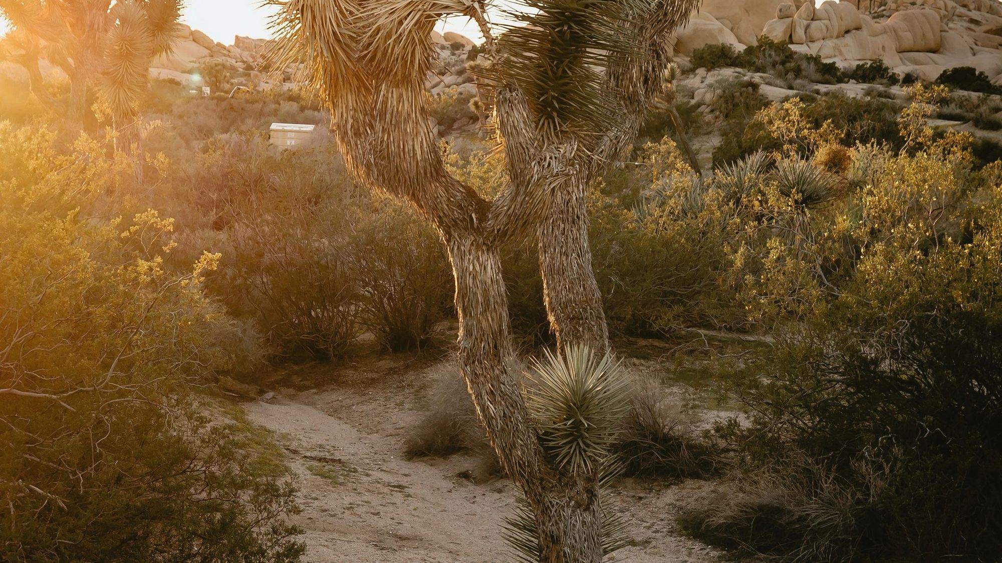 Joshua trees in the Mojave Desert, California