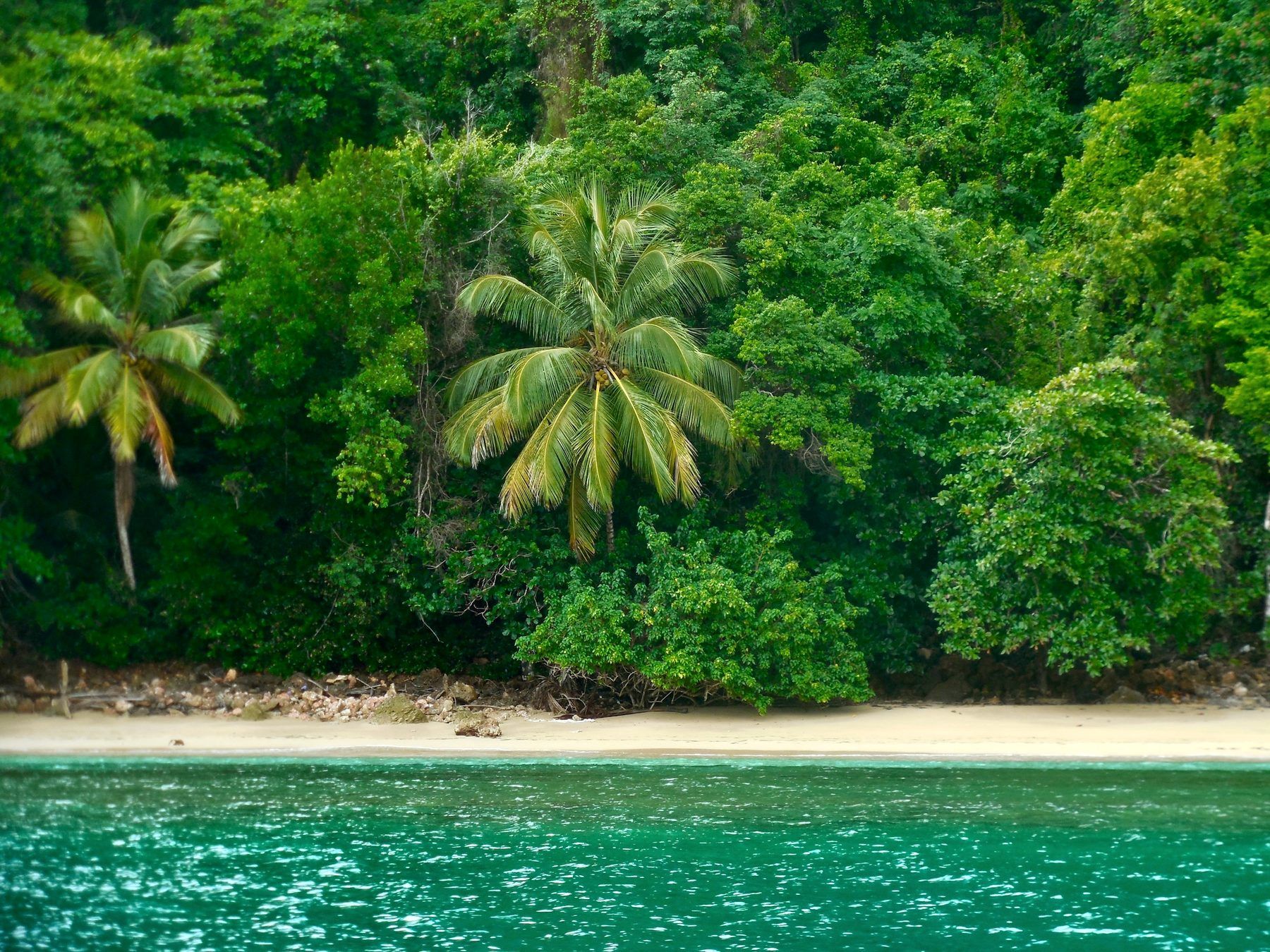 Jungle meeting the beach on the Samaná coast