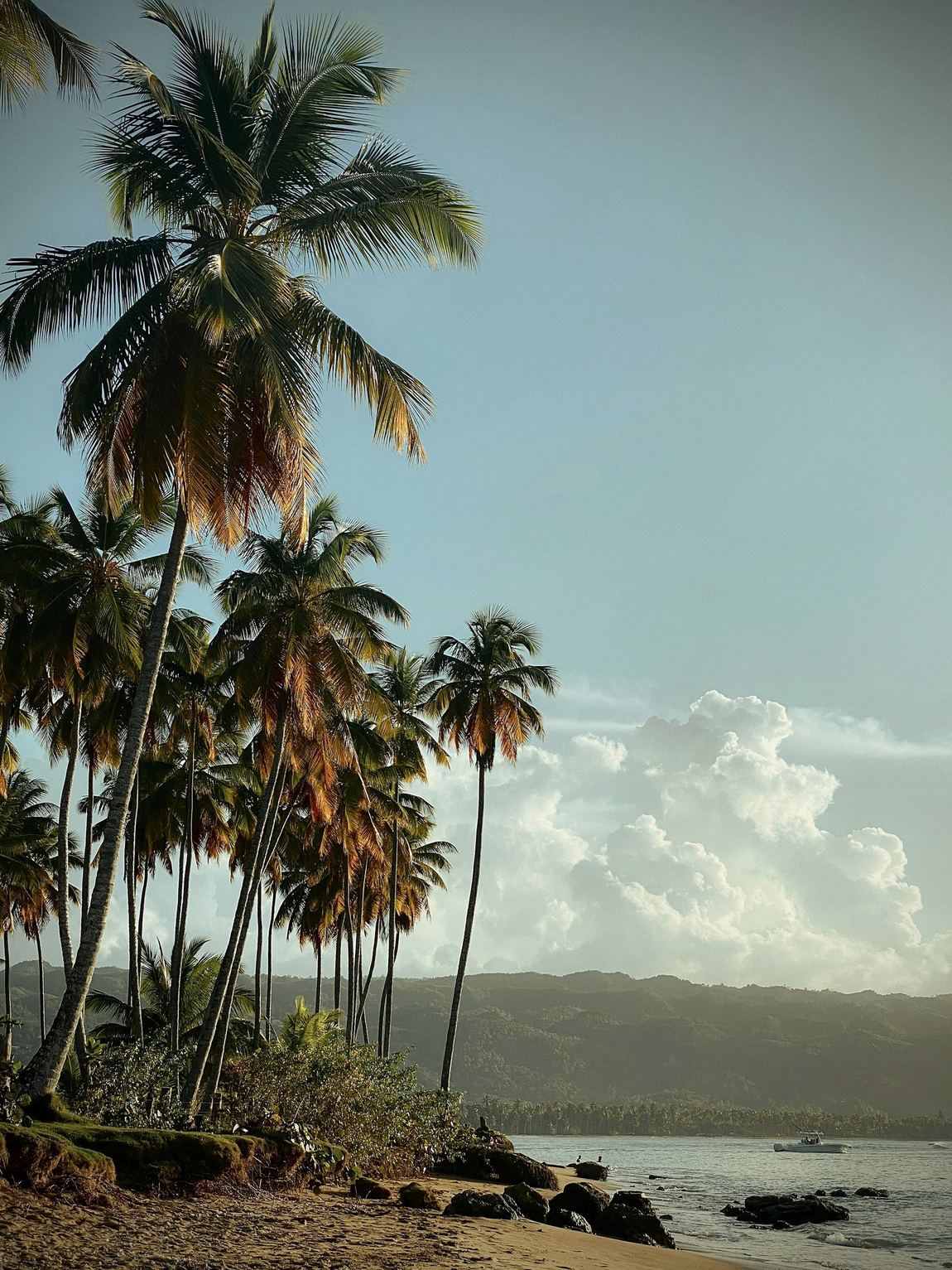 Palms and cloud over Playa Bonita, Samaná